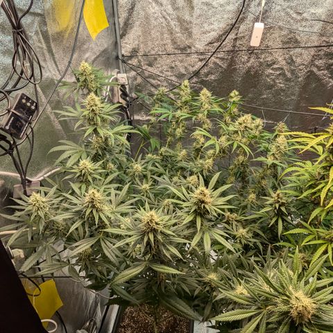 #31 White Widow growlog timeline photo