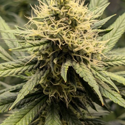 #31 White Widow growlog timeline photo