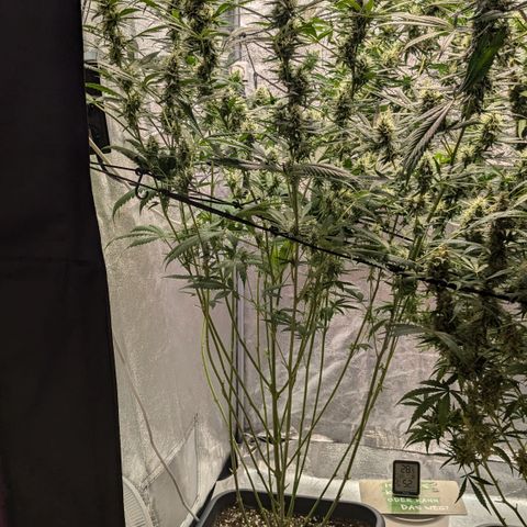 #31 White Widow growlog timeline photo