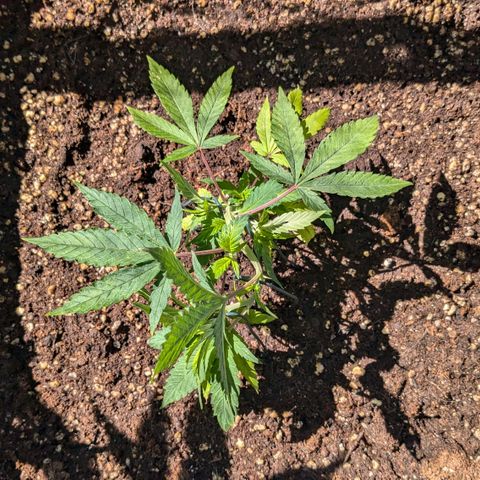 #31.3 White Widow growlog timeline photo