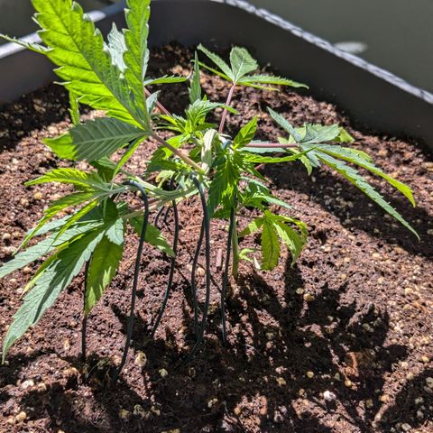 #31.3 White Widow growlog timeline photo
