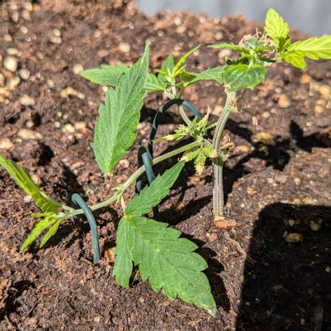 #31.8 White Widow growlog timeline photo