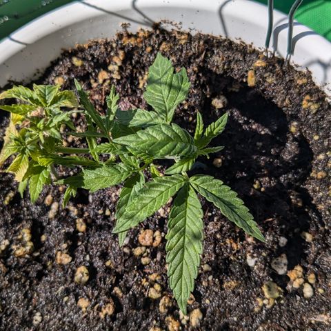#31.10 Katzengras growlog timeline photo