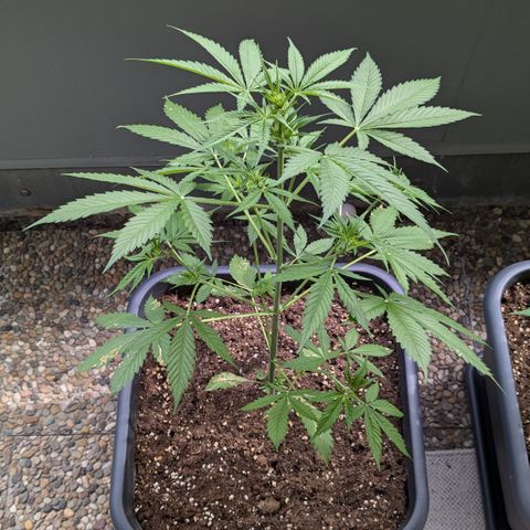 #45 Pure Power Plant Auto growlog timeline photo