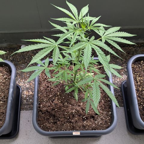 #46 Blueberry Zkittlez Auto growlog timeline photo