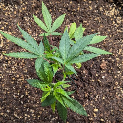 #31.3 White Widow growlog timeline photo