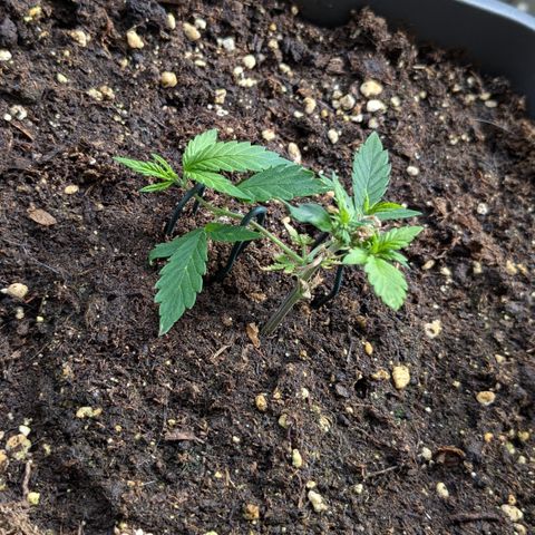#31.8 White Widow growlog timeline photo
