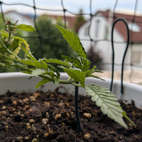 #31.10 Katzengras growlog timeline photo