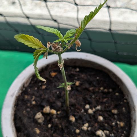 #31.4 White Widow growlog timeline photo