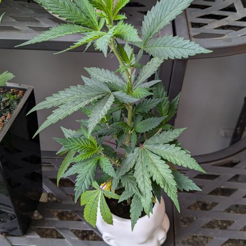 #31.9 Kiffkopp growlog timeline photo