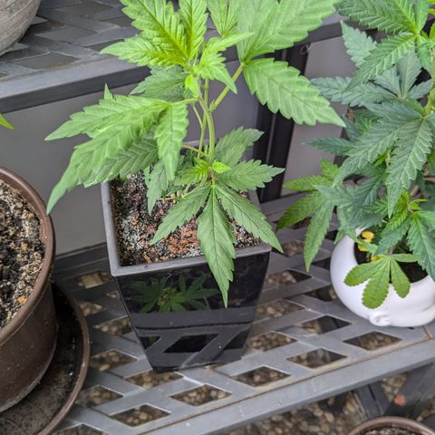 #31.5 White Widow growlog timeline photo