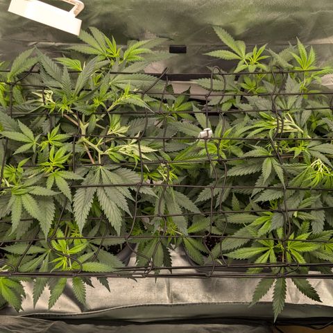 #31.1 White Widow growlog timeline photo