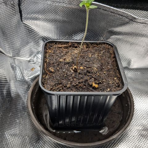 #47 Sticky Orange growlog timeline photo