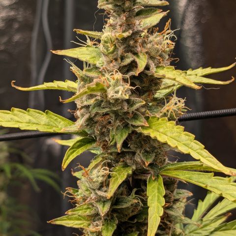 #30 Afghani #1 growlog timeline photo
