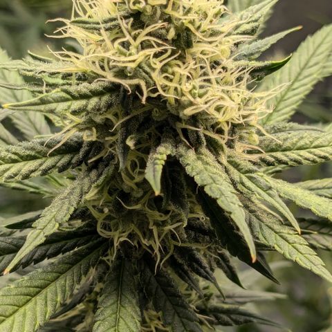 #31 White Widow growlog timeline photo