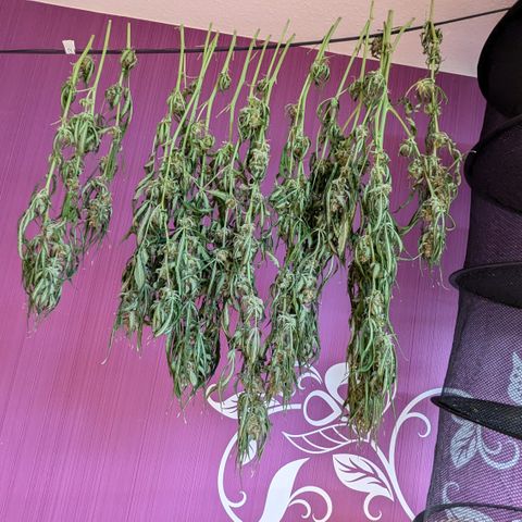 #32 Purple Skunk growlog timeline photo