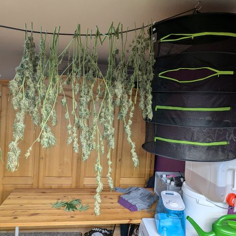 #33 Purple Skunk growlog timeline photo