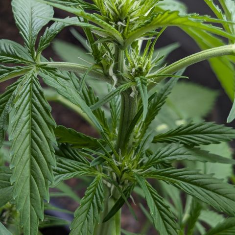 #45 Pure Power Plant Auto growlog timeline photo