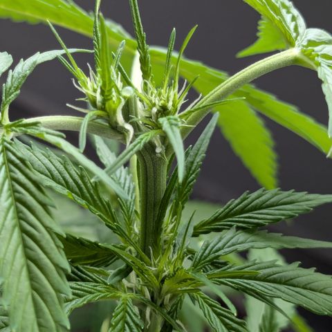 #45 Pure Power Plant Auto growlog timeline photo