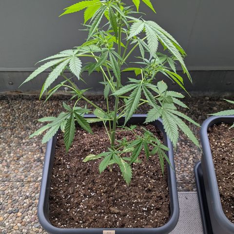 #45 Pure Power Plant Auto growlog timeline photo