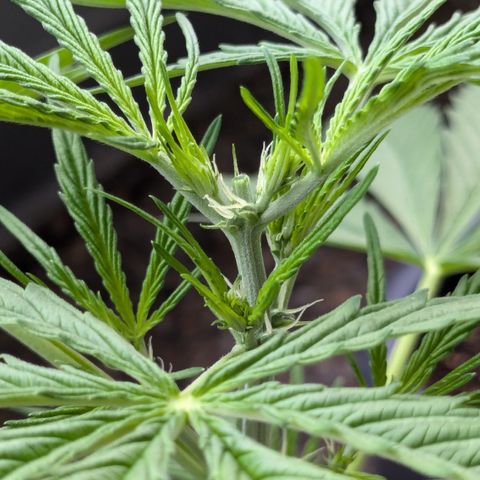 #46 Blueberry Zkittlez Auto growlog timeline photo