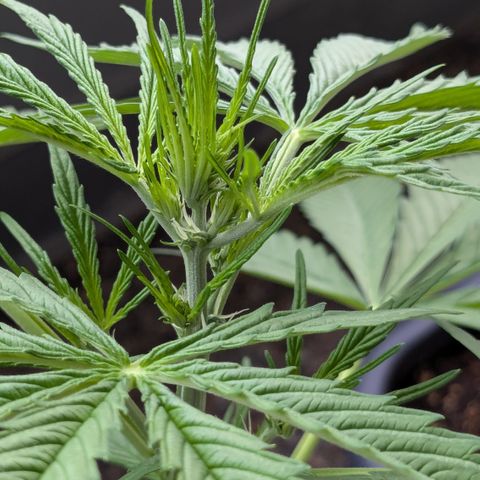 #46 Blueberry Zkittlez Auto growlog timeline photo