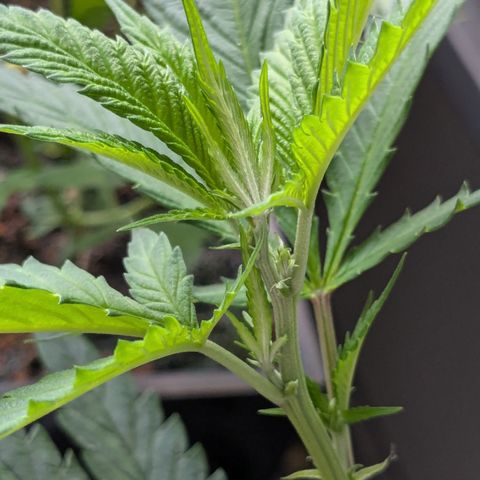 #31.9 Kiffkopp growlog timeline photo