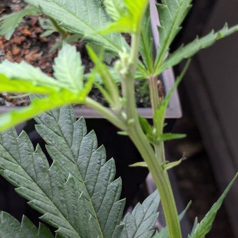 #31.9 Kiffkopp growlog timeline photo