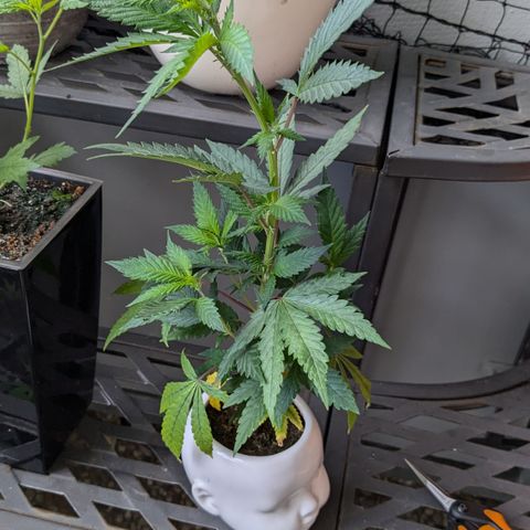 #31.9 Kiffkopp growlog timeline photo