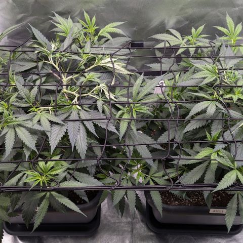 #31.1 White Widow growlog timeline photo