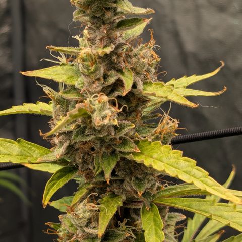 #30 Afghani #1 growlog timeline photo