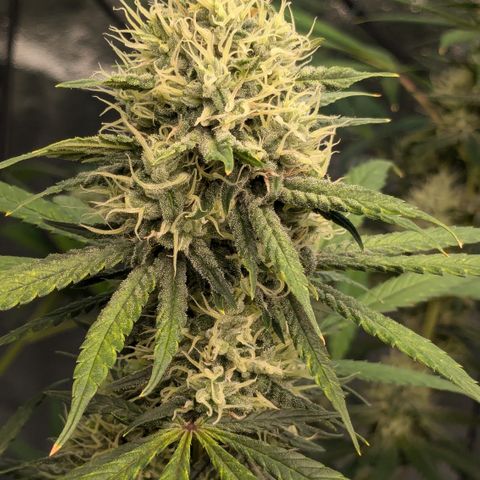 #31 White Widow growlog timeline photo