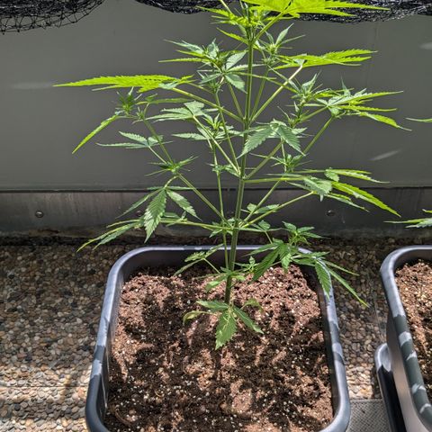 #45 Pure Power Plant Auto growlog timeline photo