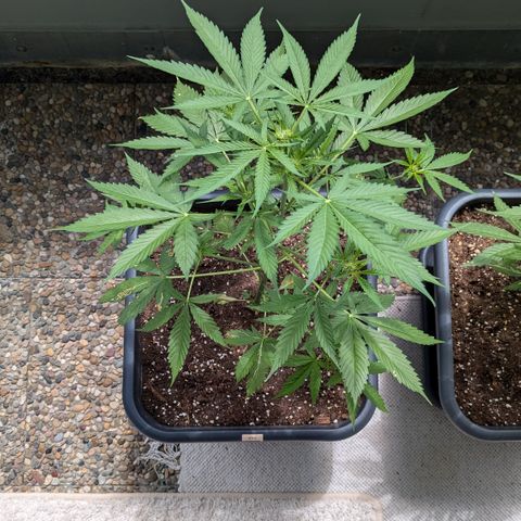 #45 Pure Power Plant Auto growlog timeline photo