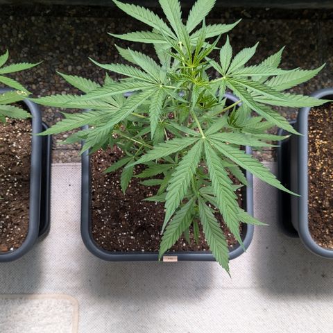 #46 Blueberry Zkittlez Auto growlog timeline photo