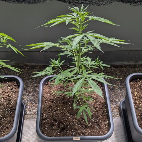 #46 Blueberry Zkittlez Auto growlog timeline photo