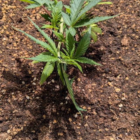#31.3 White Widow growlog timeline photo