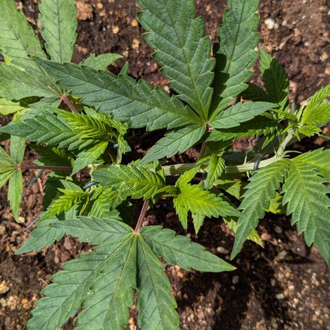 #31.3 White Widow growlog timeline photo