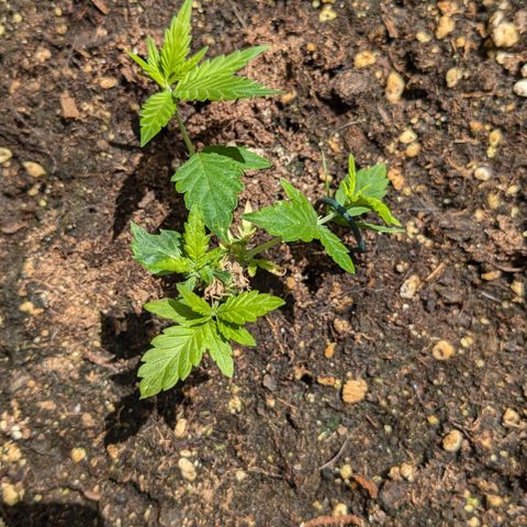 #31.8 White Widow growlog timeline photo