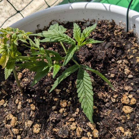 #31.10 Katzengras growlog timeline photo