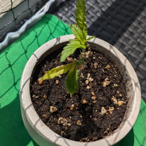 #31.4 White Widow growlog timeline photo