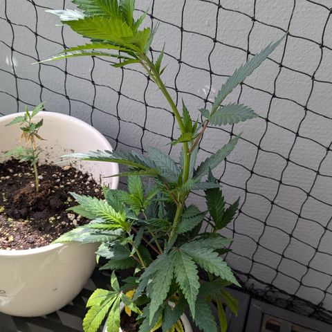 #31.9 Kiffkopp growlog timeline photo