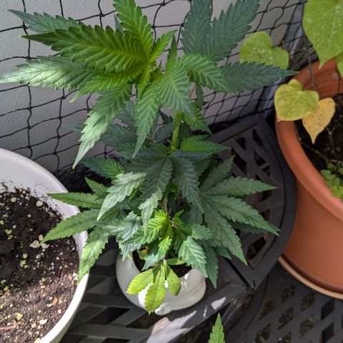 #31.9 Kiffkopp growlog timeline photo