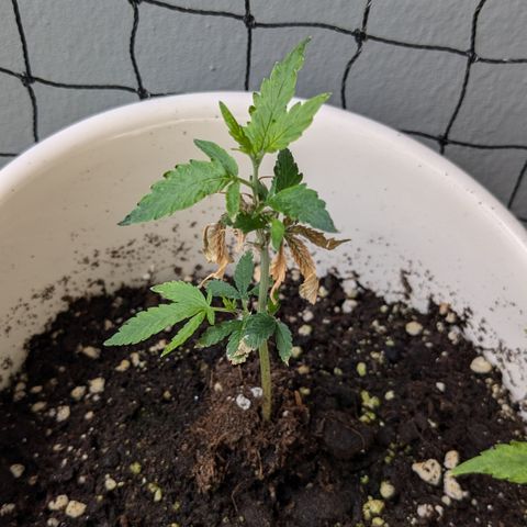 #31.6 White Widow growlog timeline photo