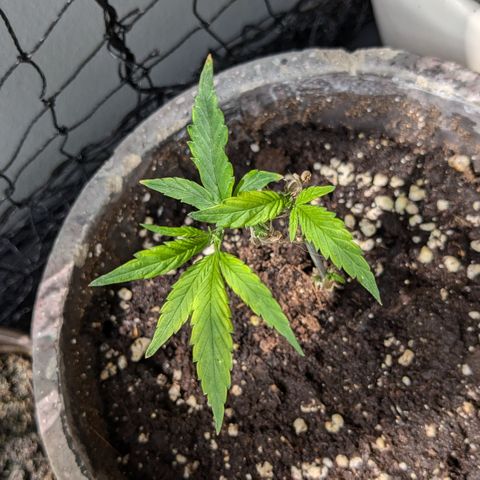 #31.7 White Widow growlog timeline photo