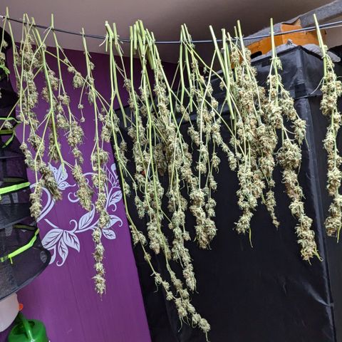 #33 Purple Skunk growlog timeline photo