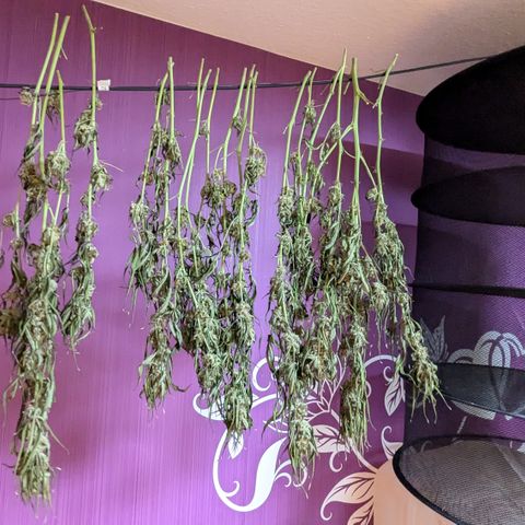 #32 Purple Skunk growlog timeline photo