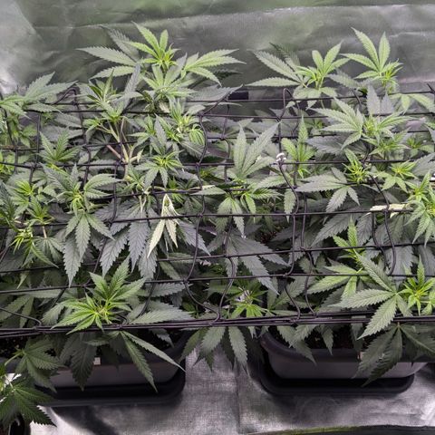 #31.1 White Widow growlog timeline photo