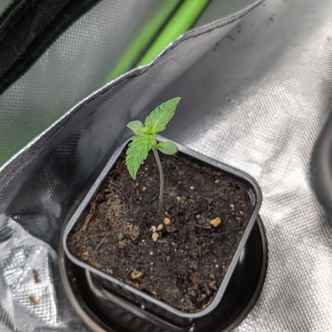 #47 Sticky Orange growlog timeline photo