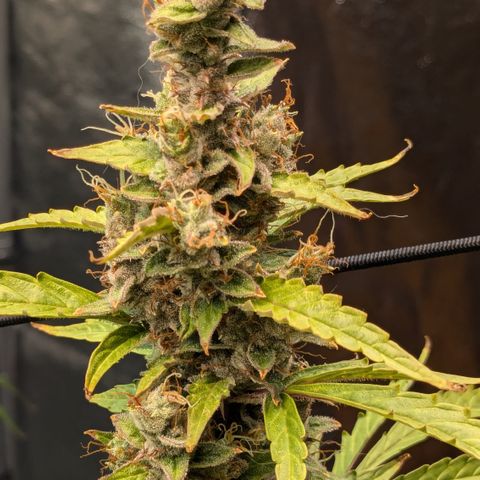 #30 Afghani #1 growlog timeline photo